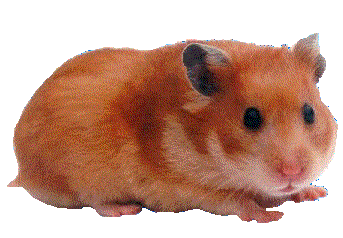 A cute hamster .